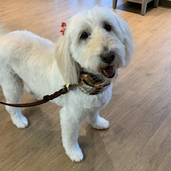 Grooming At Golden Paws - Pet Groomers Near Me - Golden, Colorado Grooming At Golden Paws - Pet Groomers Near Me - Golden, Colorado
