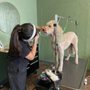Photo of Tails and Tangles