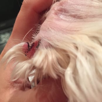 Rainbow Grooming Mobile Service - Back view of the slit in my dog's ear that I observed after picking her up from the groomer. - Pet Groomers Near Me