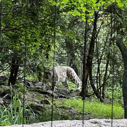 Bronx Zoo - Snow leopard