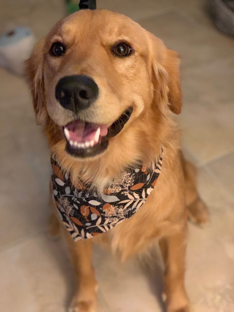 Le Pup Pet Supplies & Grooming Image