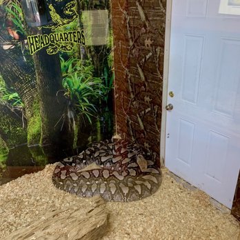 Skunk Ape Research Headquarters - Giant python - Local Flavor Near Me - Ochopee, Florida Skunk Ape Research Headquarters - Giant python - Local Flavor Near Me - Ochopee, Florida