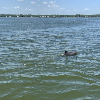 Glass Bottom Dolphin Tours - Tours Near Me - Orange Beach, Alabama