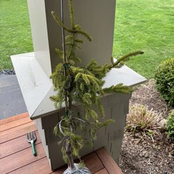 Kigi Nursery - Weeping White Spruce?