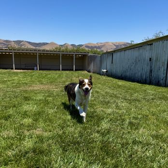 Lucky Dog Pet Resort - Arroyo Grandes and Santa Maria top dog daycare for personalized play - Pet Sitting Near Me - Nipomo, California Lucky Dog Pet Resort - Arroyo Grandes and Santa Maria top dog daycare for personalized play - Pet Sitting Near Me - Nipomo, California