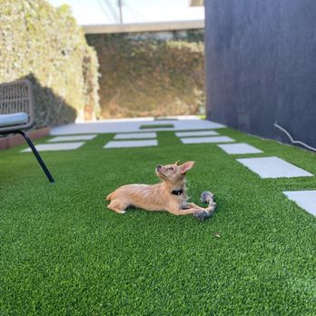 Tough Turf - dog heaven - Artificial Turf Near Me - Artesia, California Tough Turf - dog heaven - Artificial Turf Near Me - Artesia, California
