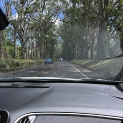 Maluhia Road Tree Tunnel - Beautiful view of the tree tunnel