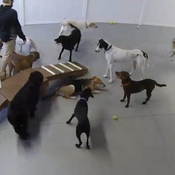 Dog City - Lots of play and always someone in the room supervising - Pet Groomers Near Me - Waukesha, Wisconsin Dog City - Lots of play and always someone in the room supervising - Pet Groomers Near Me - Waukesha, Wisconsin