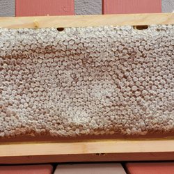 Sweet Serendipity Honey - Raw, small batch honey from San Leandro and Oakland. Bees, hive installation and beekeeping instruction, swarm removal.