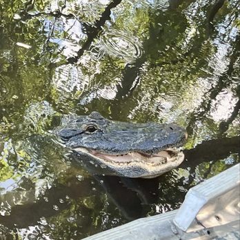 Ragin Cajun Airboat Tours - I think his name was Elvis. - Boat Tours Near Me - Luling, Louisiana