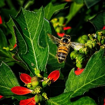 So Cal Bees - Pest Control Near Me So Cal Bees - Pest Control Near Me