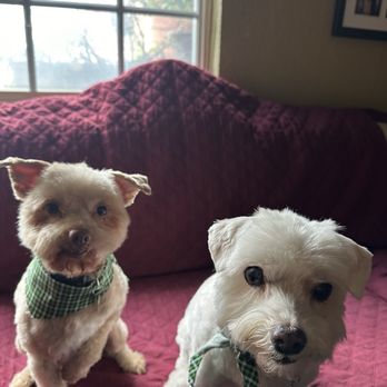 Barking Spot - Milo and Hercules :)) - Pet Stores Near Me - Chula Vista, California