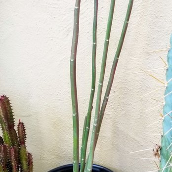 Evergreen Garden Center - padilanthus bracteatus - Nurseries & Gardening Near Me - Clovis, California Evergreen Garden Center - padilanthus bracteatus - Nurseries & Gardening Near Me - Clovis, California