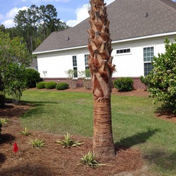 Lowcountry Greenscapes - a palm tree - Irrigation Near Me