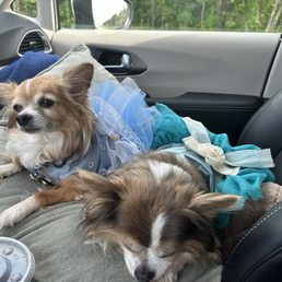 I was with my dogs I was with my dogs