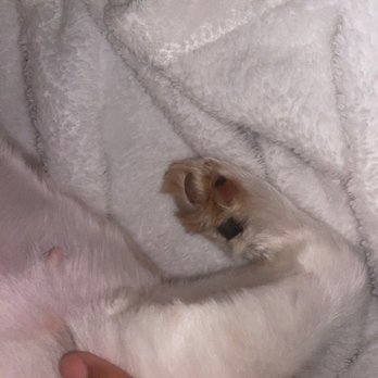 Platinum Grooming - paw pads not done and jagged nails. (she just went on a walk) - A tiny puppy with light fur is resting on a plush white blanket, with a person's hand gently touching its body. - Pet Groomers Near Me - Mesa, Arizona