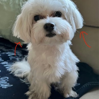 Pupstudio - Three weeks later -- ears have grown out VERY uneven and are completely cut at different angles - Pet Stores Near Me - New York, New York Pupstudio - Three weeks later -- ears have grown out VERY uneven and are completely cut at different angles - Pet Stores Near Me - New York, New York