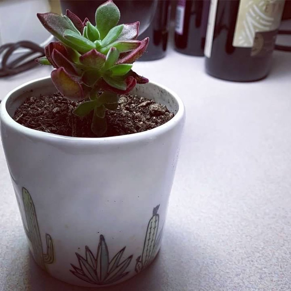 Fern - My new little succulent - Nurseries & Gardening Near Me - Spokane, Washington Fern - My new little succulent - Nurseries & Gardening Near Me - Spokane, Washington