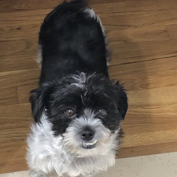 Michelle Jackson Dog Training - Lilly Anderson - well behaved dog who can sit on command with her pack! - Pet Training Near Me Michelle Jackson Dog Training - Lilly Anderson - well behaved dog who can sit on command with her pack! - Pet Training Near Me