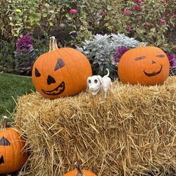 Windsor Gardens - ~10-31-24~ Halloween Decor
