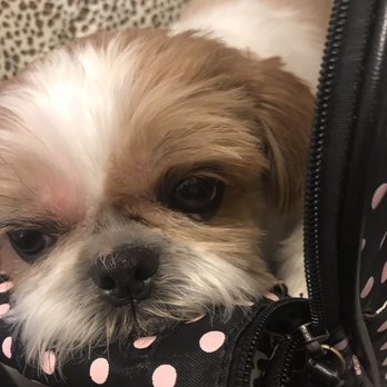 Land of Paws - Two days after being groomed. The red spot above her right eye is due to her scratching it (not from the groomers) - Pet Groomers Near Me - Hamden, Connecticut