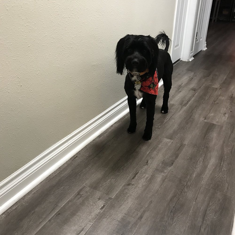 Alta Pet Center - Pet Groomers Near Me - Upland, California Alta Pet Center - Pet Groomers Near Me - Upland, California