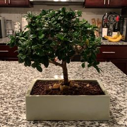 This was the original tree we had purchased This was the original tree we had purchased
