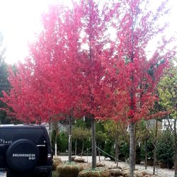 Auburn Oaks Nursery