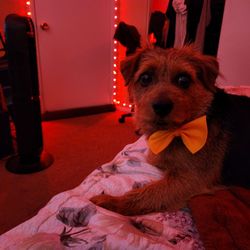 Furr Paradise Hemet - Lookin soo dapper dan