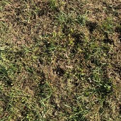 Green Lawn Fertilizing