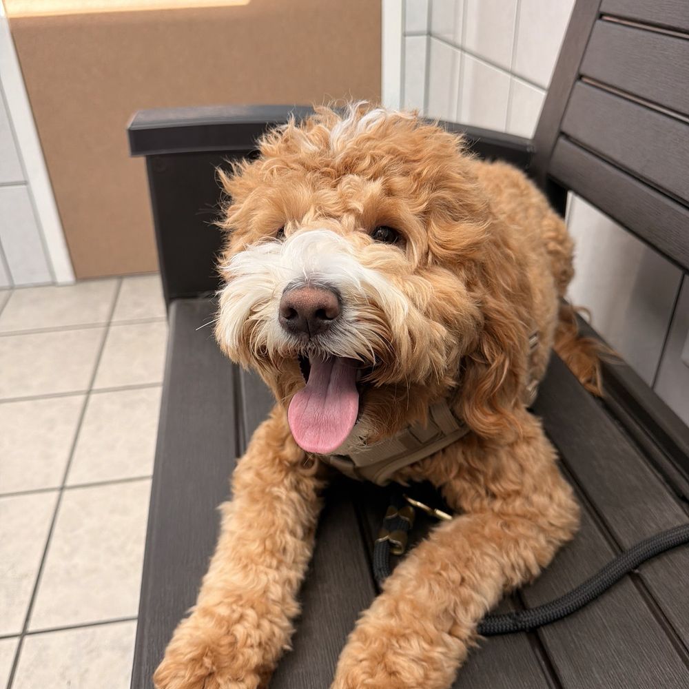 Advanced Veterinary Medical Center - Veterinarians Near Me - Milpitas, California