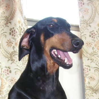 West Coast Pet Memorial - Pet Cremation Services Near Me - Escondido, California West Coast Pet Memorial - Pet Cremation Services Near Me - Escondido, California