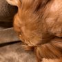 Photo of A-Wright Pet Grooming