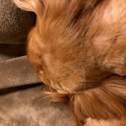 A-Wright Pet Grooming - Whack job on his head