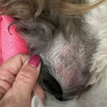 Cody Paw Spa - Georgia shaved to the skin requested Only a Bath - Pet Training Near Me - Cody, Wyoming
