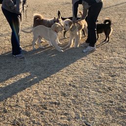 Friendly pups! Friendly pups!
