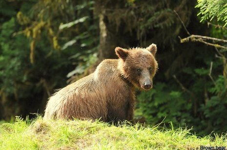 Alaska Peak & Seas by null