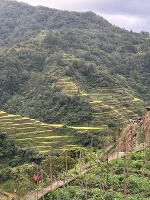 Apo Whang Od (Legendary Filipino mambabatok Tattoo Artist) by null