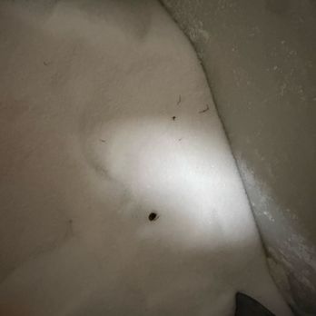 Haystax Restaurant - Roach in sugar - New American Near Me - Mt Dora, Florida