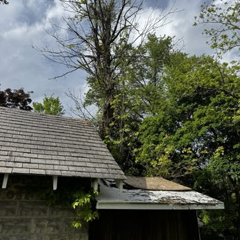Senica's Tree Service - Before - Tree Services Near Me - Pittsburgh, Pennsylvania Senica's Tree Service - Before - Tree Services Near Me - Pittsburgh, Pennsylvania