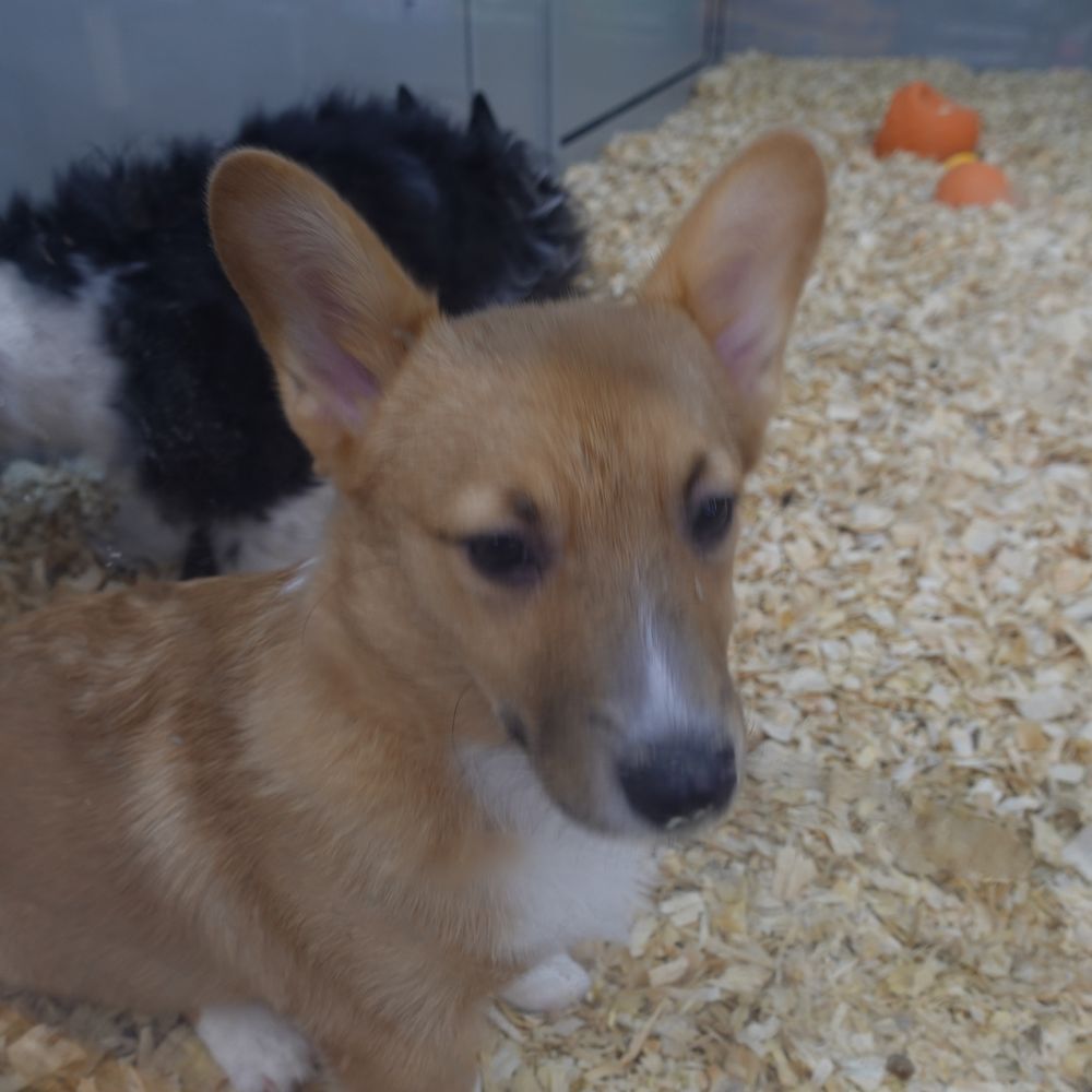 Fetch a Pet - Pet Stores Near Me - Hudson, New Hampshire Fetch a Pet - Pet Stores Near Me - Hudson, New Hampshire