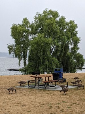 Madrona Park by null