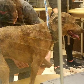 PetSmart - Ziggy (picture taken thru window) - Pet Stores Near Me - Fremont, California