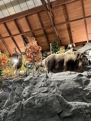 Bass Pro Shops (Formerly Cabela's) by null