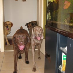 Hundepension Dog-Motel - Alle bewegen sich frei im Haus