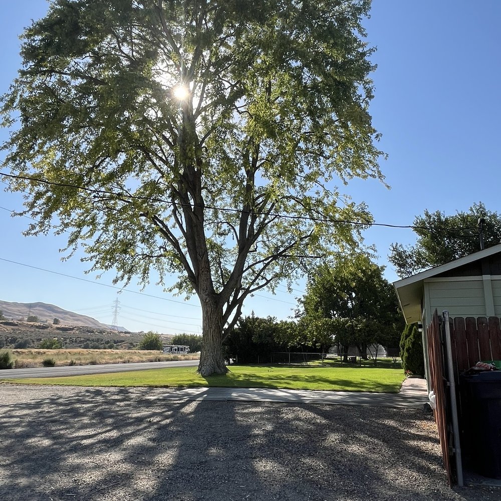 Superior Tree Service - After - Tree Services Near Me - Pasco, Washington Superior Tree Service - After - Tree Services Near Me - Pasco, Washington