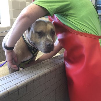 Pet Food Express - Bath time oatmeal and pear shampoo - Pet Stores Near Me - Martinez, California Pet Food Express - Bath time oatmeal and pear shampoo - Pet Stores Near Me - Martinez, California