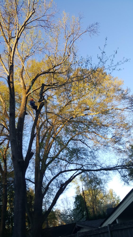 Alex's Tree Service - tree service in Charlotte, NC