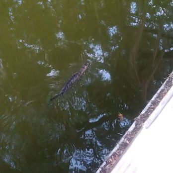 Hurricane Dockside Grill - Alligator - American Near Me - Tavares, Florida