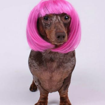 Castle Creek Pet Resort & Spa - Pet Sitting Near Me - McKinney, Texas Castle Creek Pet Resort & Spa - Pet Sitting Near Me - McKinney, Texas